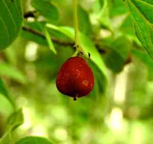 Hammock velvetseed(Guettarda elliptica)