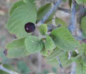 Hammock velvetseed(Guettarda elliptica)