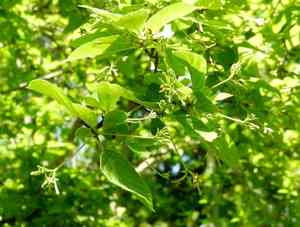 Hammock velvetseed(Guettarda elliptica)