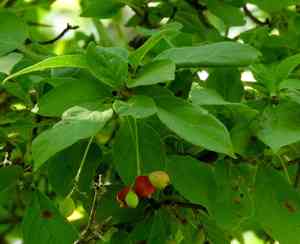 Hammock velvetseed(Guettarda elliptica)