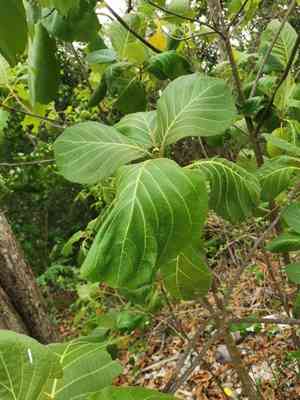 Sea randa(Guettarda speciosa)