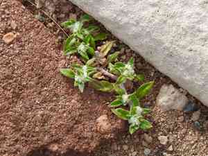 Small matweed(Guilleminea densa)