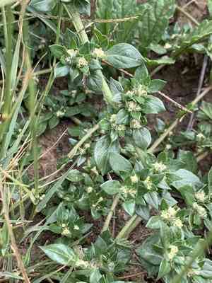 Small matweed(Guilleminea densa)