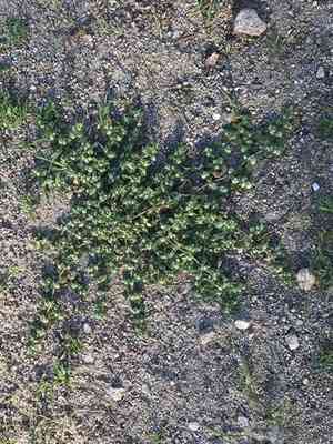 Small matweed(Guilleminea densa)