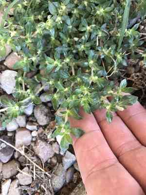 Small matweed(Guilleminea densa)