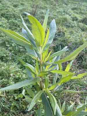 Niger(Guizotia abyssinica)