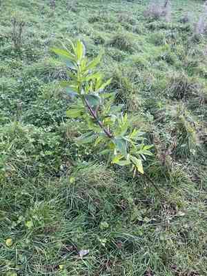 Niger(Guizotia abyssinica)