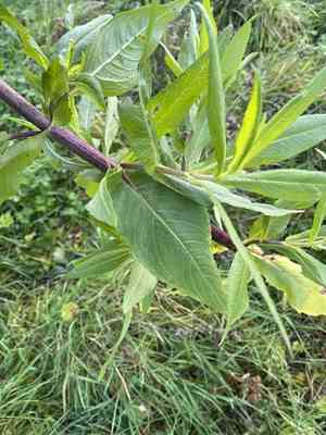 Niger(Guizotia abyssinica)