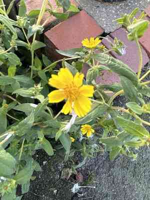 Niger(Guizotia abyssinica)