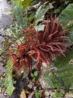 Poorman's umbrella(Gunnera insignis)