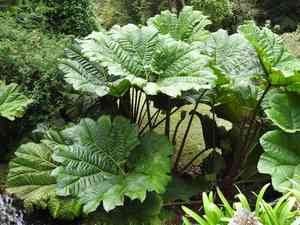 Poorman's umbrella(Gunnera insignis)