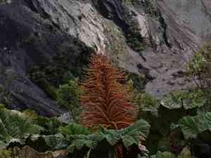 Poorman's umbrella(Gunnera insignis)