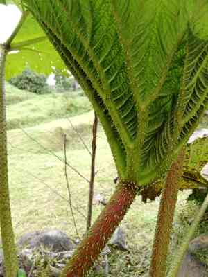 Poorman's umbrella(Gunnera insignis)