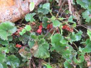 Gunnera (Gunnera)(Gunnera)