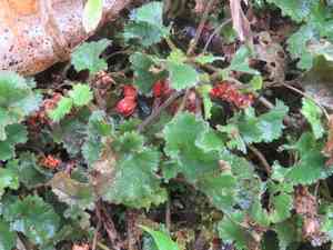 Gunnera (Gunnera)(Gunnera)