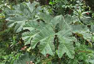 Gunnera (Gunnera)(Gunnera)