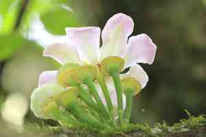 Heaven lotus(Gustavia superba)