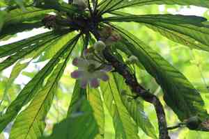 Heaven lotus(Gustavia superba)