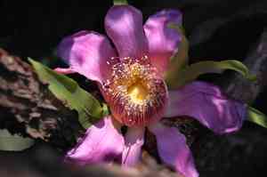 Heaven lotus(Gustavia superba)