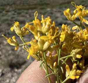 Threadleaf snakeweed(Gutierrezia microcephala)