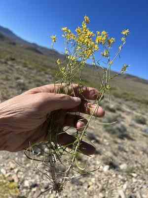 Threadleaf snakeweed(Gutierrezia microcephala)