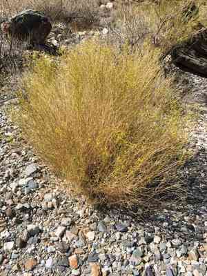 Threadleaf snakeweed(Gutierrezia microcephala)