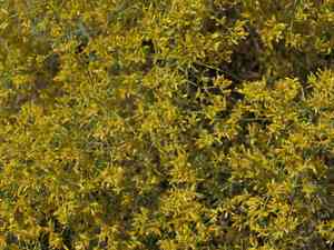 Threadleaf snakeweed(Gutierrezia microcephala)