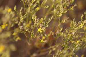 Broom snakeweed(Gutierrezia sarothrae)