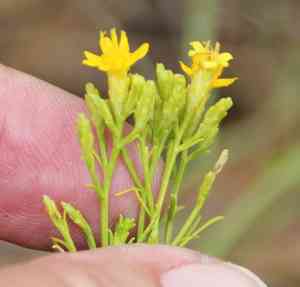 Broom snakeweed(Gutierrezia sarothrae)