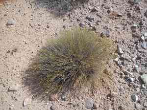 Broom snakeweed(Gutierrezia sarothrae)
