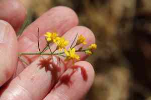 Broom snakeweed(Gutierrezia sarothrae)