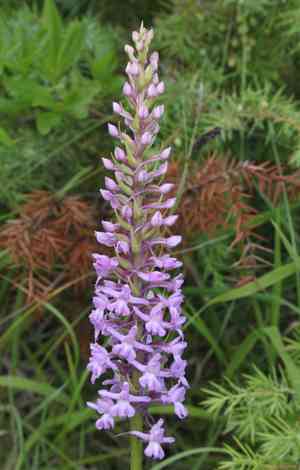 Fragrant orchid(Gymnadenia conopsea)