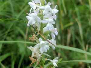 Fragrant orchid(Gymnadenia conopsea)
