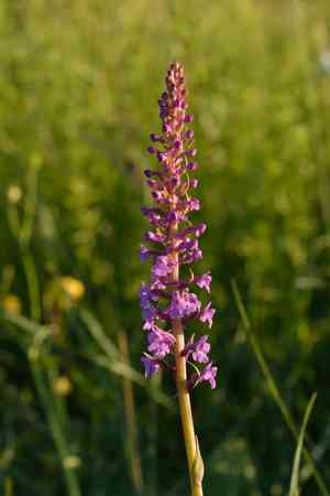 Fragrant orchid(Gymnadenia conopsea)