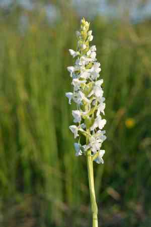 Fragrant orchid(Gymnadenia conopsea)
