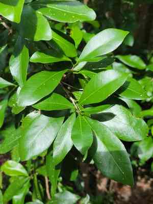 Oysterwood(Gymnanthes lucida)