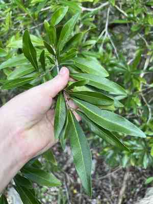 Oysterwood(Gymnanthes lucida)