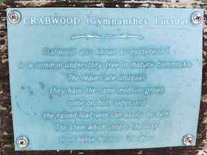 Oysterwood(Gymnanthes lucida)