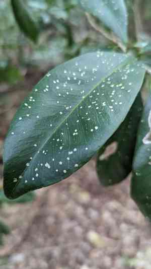 Oysterwood(Gymnanthes lucida)
