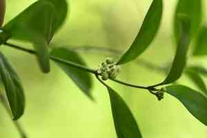 Australian cowplant(Gymnema sylvestre)