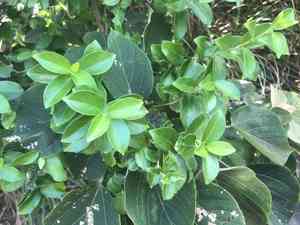 Australian cowplant(Gymnema sylvestre)