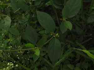 Australian cowplant(Gymnema sylvestre)