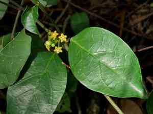 Australian cowplant(Gymnema sylvestre)