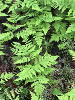 Pacific oakfern(Gymnocarpium disjunctum)