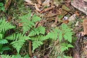 Pacific oakfern(Gymnocarpium disjunctum)