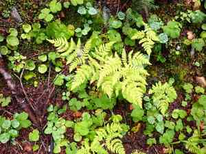 Pacific oakfern(Gymnocarpium disjunctum)