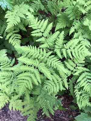 Pacific oakfern(Gymnocarpium disjunctum)