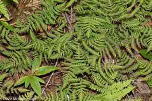 Oak fern(Gymnocarpium dryopteris)