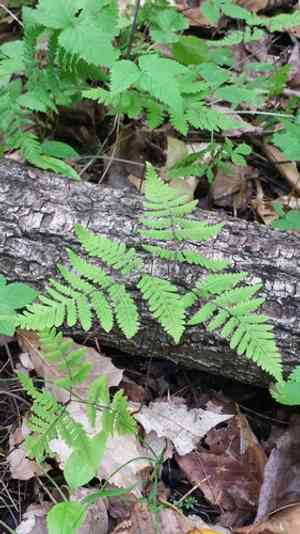 Oak fern(Gymnocarpium dryopteris)