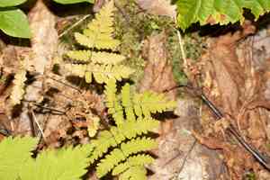 Oak fern(Gymnocarpium dryopteris)